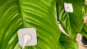 Jérôme Li-Thiao-Té, alias J3zz, le musicien Réunionnais qui fait chanter  les plantes