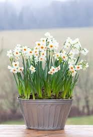 Narcissus Cragford For Forcing Narcissus Bulbs Plants Planting Bulbs