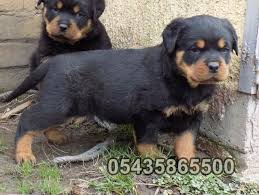 satilik rottweiler yavrulari rottweiler yavrulari rottweiler kopek