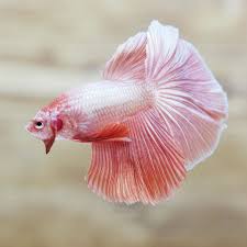 Wild betta, betta splendens, fighting fish, siamese fighting fish, plakat, betta macrostoma, breeding betta, bubble nests, disease A Perfect Soft Orange Halfmoon Tail Dragon Betta Fish Freshwater Aquarium