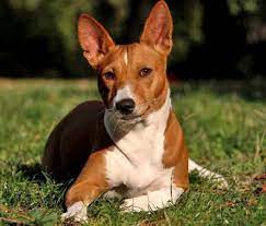 13 friendly dog breeds that don t shed basenji dogs dog breeds that dont shed dog breeds