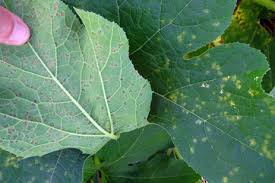 Pacific northwest insect management handbook, oregon state university. Pennsylvania Vegetable Berry Crops Impacted By Weather Disease Pests Vegetable Growers News