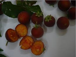 Image result for Dovyalis sp. A