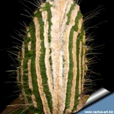 0 more photos view gallery. Cleistocactus Jujuyensis Forma Mostruosa Cristata