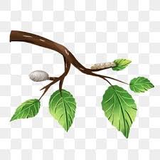 Lonomia obliqua adalah salah satu ulat beluncas paling bahaya didunia yang telah mengakibatkan beberapa kematian setiap tahun di amerika selatan dan brazil. Small Full Mulberry Leaf And Silk Cocoon Hand Drawn Elements Xiaoman Twenty Four Solar Terms Mulberry Leaves Png Transparent Clipart Image And Psd File For F Mulberry Leaf Leaf Clipart How