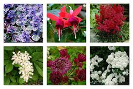 Remarcabila planta iubitoare de umbra cu stelajfrunzele verzi sau verzi au devenit de mult timp un favorit cu multi gradini. Plantele Iubitoare De UmbrÄ Èi Igrofile Pentru GrÄdinÄ Sunt Perene Flori Perene Cu UmbrÄ Tolerante Pentru GrÄdinÄ Sau Cum SÄ Organizezi Latura UmbrÄ Video Flori Tolerante La UmbrÄ Pentru GrÄdinÄ