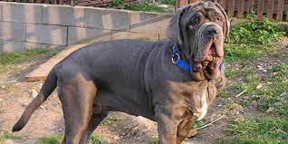 Napoleon is a little dog that lives in sydney. Neapolitan Mastiff Dog Information Pictures Dogexpress