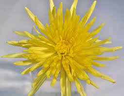 Fuji Mum Yellow Garden Flower Beds Mums Flowers Flower Essences