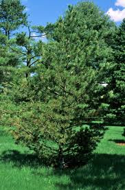 A limber pine in eagle cap wilderness, oregon has been documented as over 2000 years old, and another one was confirmed at 1140 years old. Limber Pine The Morton Arboretum