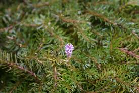 Image result for Rotala gossweileri