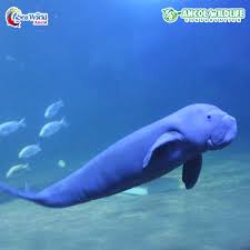 Seperti.dugong atau nama lainnya adalah ikan duyung merupakan spesies mamalia laut yang hidup indo pasifik.dugong ini banyak diburu untuk diambil daging dan minyaknya, selain itu dugaan lain. Sea World Ancol Halo Sahabat Laut Ini Adalah Dugong Atau Duyung Seekor Bayi Duyung Ini Terlepas Dari Induknya Dan Terjaring Oleh Nelayan Bayi Duyung Ini Lemah Dan Masih Menyusui Maka Dilakukan