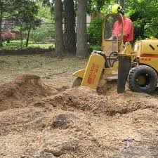Maybe you would like to learn more about one of these? Stump Grinding Stump Removal Pearland Tx Pearland Tree Service