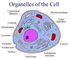 They include the cell wall, large central vacuole, and plastids (including chloroplasts). Plant And Animal Cell Organelles Flashcards Quizlet