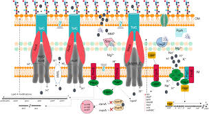 Frontiers Exposure To Sub Inhibitory Concentrations Of The