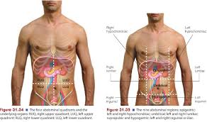 Abdominal cavity, largest hollow space of the body. Abdomen Nursing Health Assessment