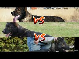 Check spelling or type a new query. East German Ddr Gsd Vs Czech Gsd Vs West German Gsd Dogzplanet Youtube