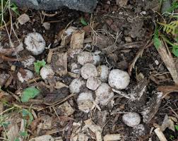 Garter Snake Eggs Egg Laying Mammals Eggs Snake