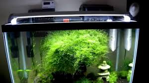 An aquarium water chiller will lower and maintain safe aquarium temperature. How To Cool An Aquarium 10 Degrees For Under 20 Diy Youtube