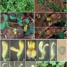 Image result for Rhynchosia sublobata