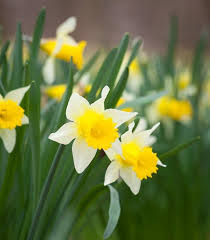 Understanding Narcissi Divisions Sarah Raven Daffodils Narcissus Narcissus Flower