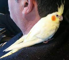 Cockatiels Hand Raised Available Now Contact Mick Ann Lifestyle Birds Wwwlifestylebirdscom Or Infolifestylebirdscom Or 0419 349 Pet Birds Pets Cockatiel