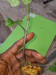 Image result for Telfairia occidentalis