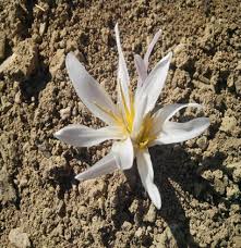 Image result for Colchicaceae