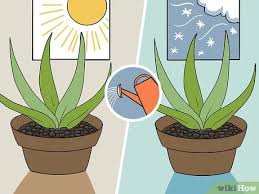 Sampai je rumah, campak handbeg kerja pelok pokok terussss uiiiii haha. 3 Ways To Revive A Dying Aloe Vera Plant Wikihow