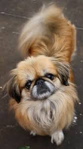 Best Photos Pictures And Images About Pekingese Dog Oldest Dog Breeds Pekingese Puppies Dogs Pekingese Dogs