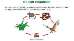 Rantai perumput, rantai detritus, rantai parasit. Rantai Makanan Pengertian Komponen Dan Contohnya Tribunnews Com Mobile