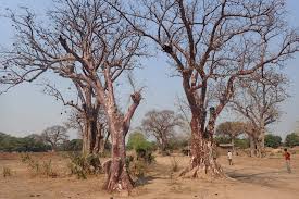 Image result for Sterculia africana