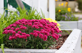 Interview your family on the same topic. Why Don T Hardy Mums Survive The Winter Gardening Question