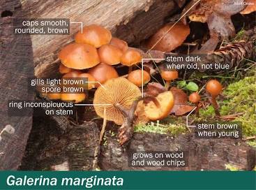 Galerina marginata, generata con l'AI