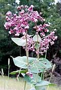 Image result for Asclepias grandirandii