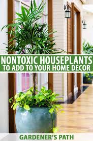 We did not find results for: Add These 5 Nontoxic Houseplants To Your Home Decor Gardener S Path