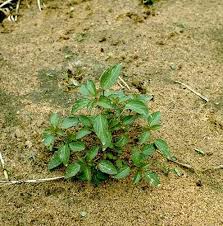 Image result for Acalypha segetalis