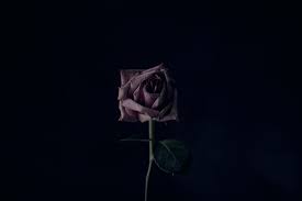 If you have your own one, just create an account on the website and upload a picture. 5326049 5616x3744 Pink Evening Love Public Domain Images Stillness Dried Moody Age Flower Forgotten Floral Wallpaper Alone Purple Elderly Vintage Rose Background Old Dry Dark Mocah Hd Wallpapers