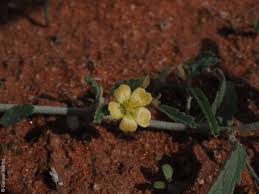 Image result for Sida serratifolia
