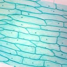 We did not find results for: Typical Plant Cells Slide W M Microscope Sample Slides Amazon Com Industrial Scientific