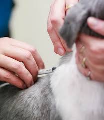 How long can a puppy be left in the crate? Vaccinations In Dogs Greenbay Vets Torquay And Paignton Devon