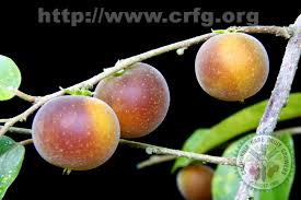 Image result for Dovyalis