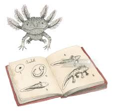 At least it is fun to say their name. Axolotl Illustration By Marieke Nelissen