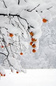 雪の名前と異称、冬の風情を楽しむ雪の表現・名称と意味100選 [暮らしの歳時記] All About