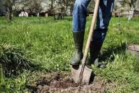 Tree service in cities of ontario, canada: Arborist Toronto Certified Tree Removal Pruning Stump Grinding