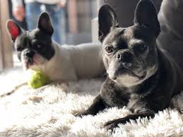 Yara En Nena French Bulldogs Bulldog Pug Breed French Bulldog
