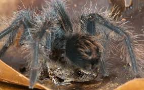 Jumping spider feeding on a fruit fly (photo: Tiny Frogs And Giant Spiders Best Of Friends Scientific American Blog Network