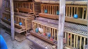 92 Unik Desain Kandang Ayam Kalkun Desain Kandang Ayam Petelur Dari Bambu Dan Kawat Kandangayamtermurah Kandangayamterbaru Kandan Kandang Ayam Desain Ayam