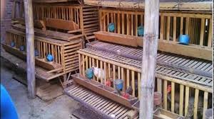 Jenis kandang ternak ayam bangkok yang bisa dibuat dalam tips budidaya. 68 Inspirasi Desain Kandang Ayam Petelur Umbaran Desain Kandang Ayam Petelur Dari Bambu Dan Kawat Kandangayambangkok Desain Kandang Ayam Kandang Ayam Desain