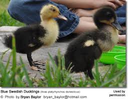 All runners or indian runners were originally bred in southeast asia for high egg production and excellent mobility. Blue Swedish Ducks Anas Platyrhynchos Domesticus Beauty Of Birds