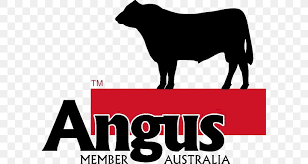 How to design a brand the best rule to follow is to keep the image simple. Angus Cattle Logo Ox Farm Angus Australia Png 597x437px Angus Cattle Australia Black And White Brand